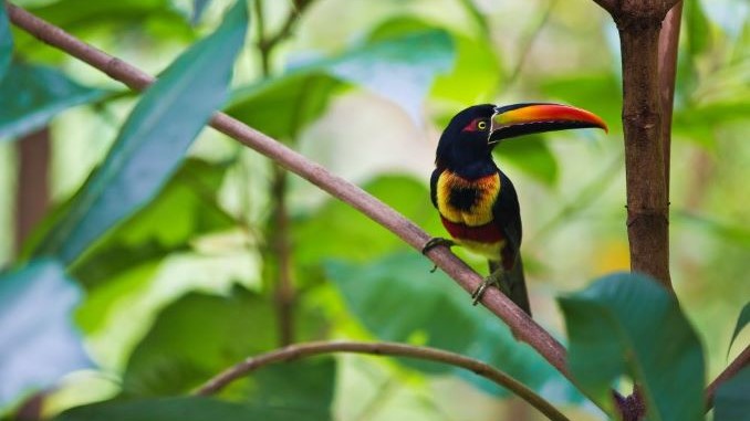 Las Aventuras en Costa Rica (pt. 1): Uvita