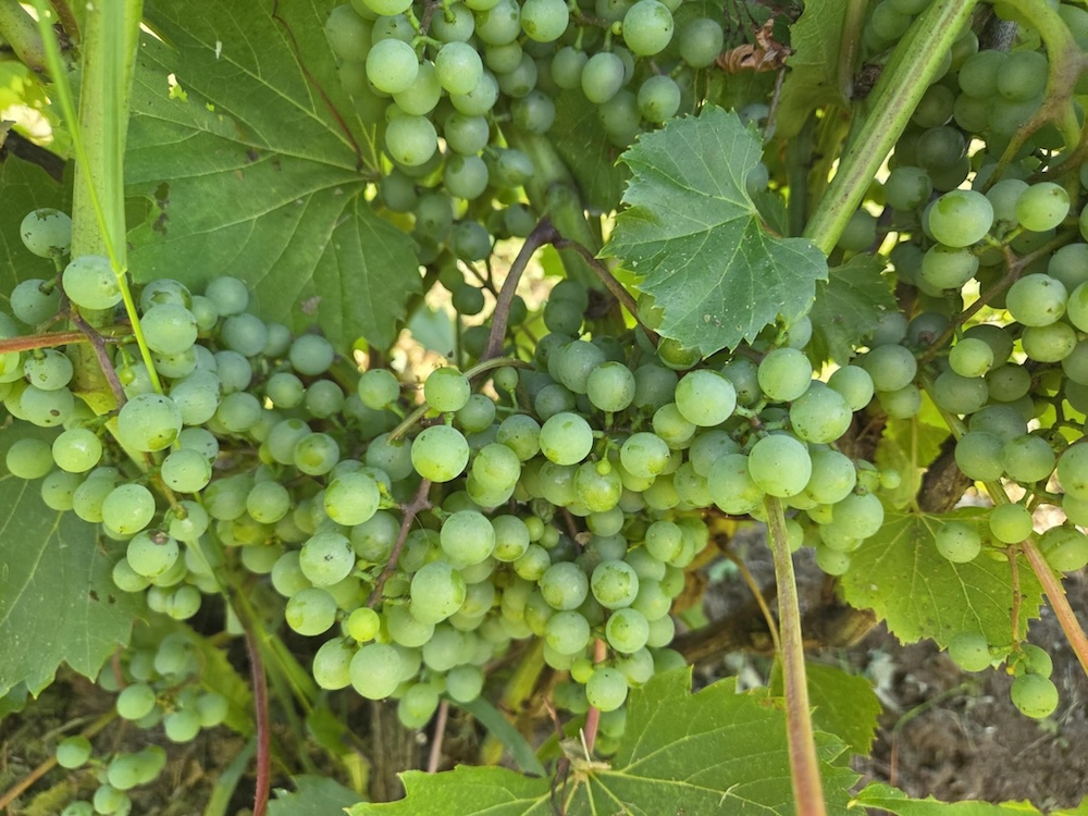 Domaine Mont-Vézeau