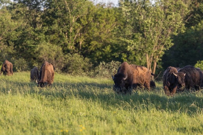 Bison in Ontario near Eganville, Ontario.