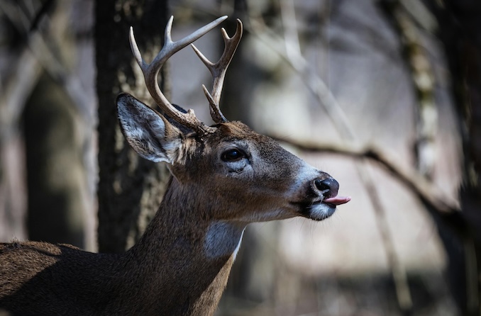 white tailed deer