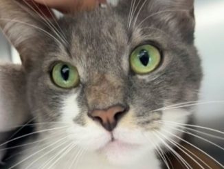 Chico