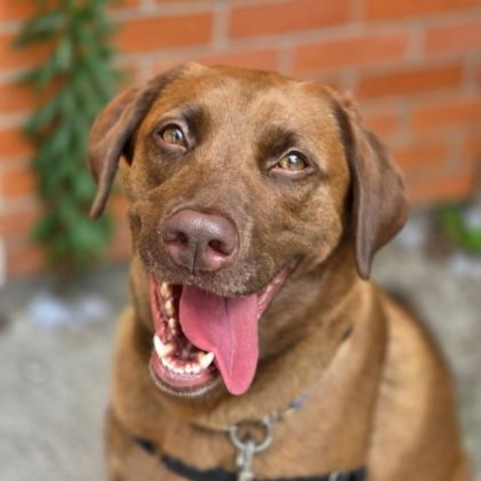 Roxy 